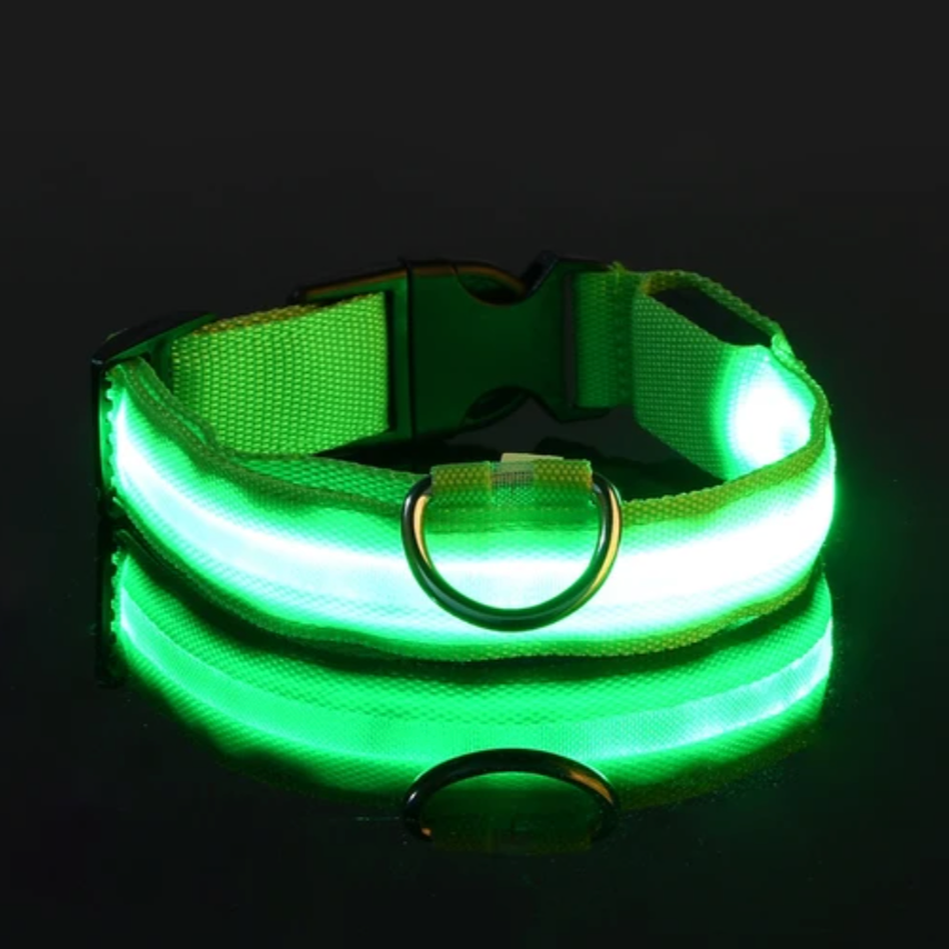 LED Dog Collar + Rushed Delivery