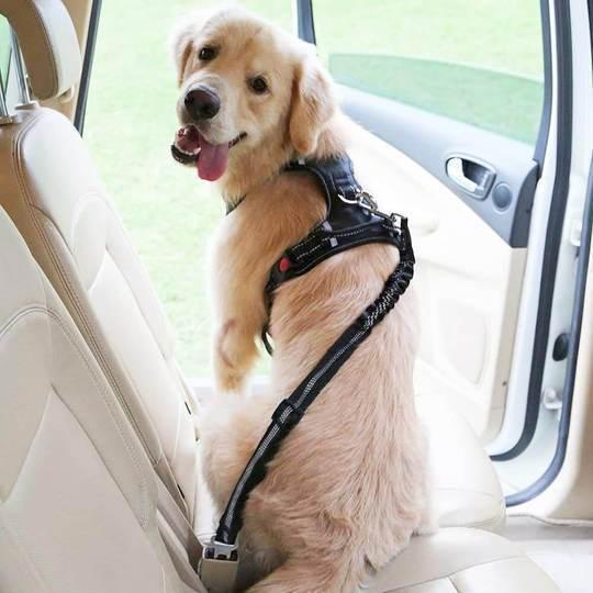 Roobze | Dog Seat Belt